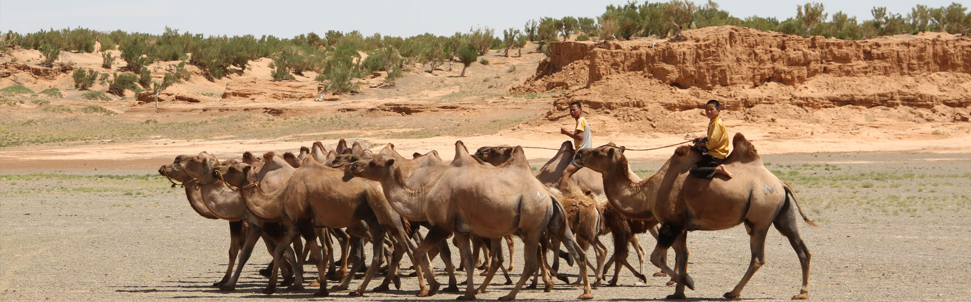 THE GOBI ADVENTURE
